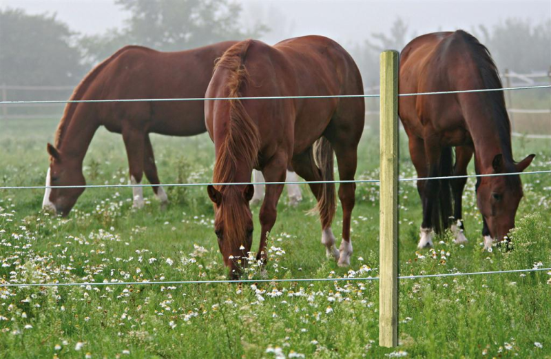 Läs mer om Horse Wire